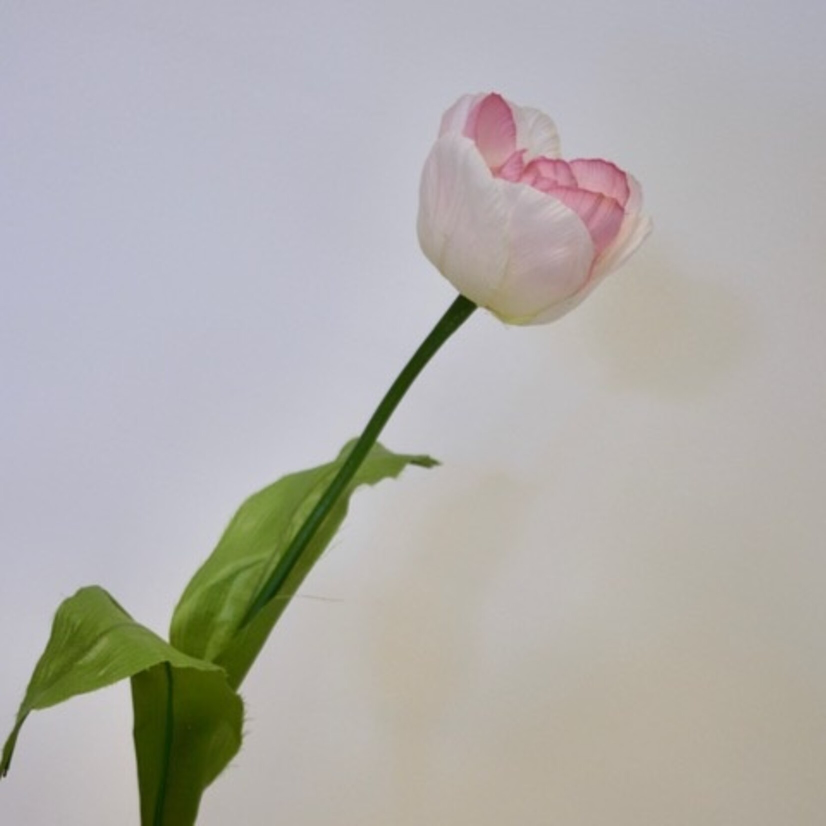 TULP FOXTROT | ROZE | 53 CM