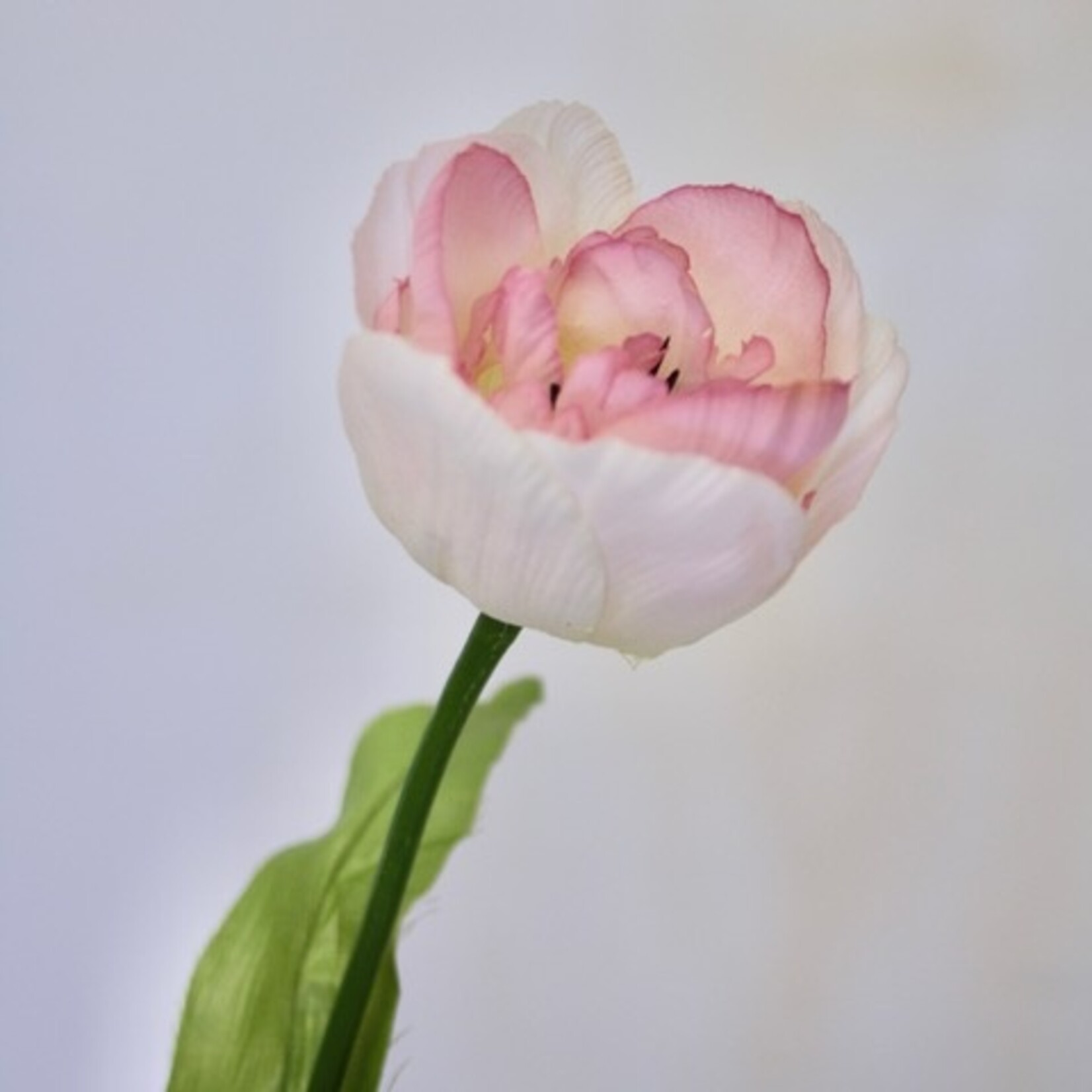 TULIP FOXTROT | PINK  | 53 CM