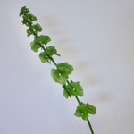 MOLUCELLA | GROEN | 72 CM