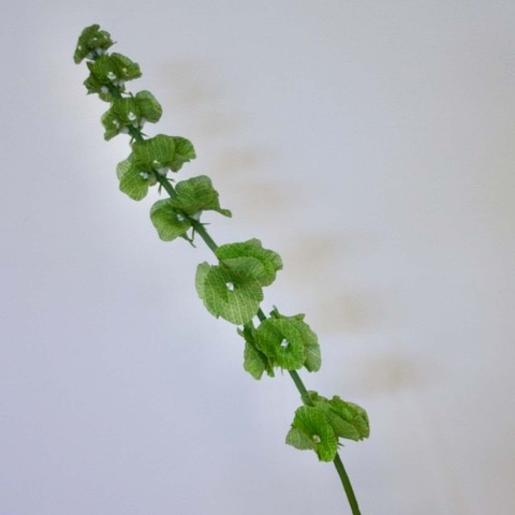 MOLUCELLA | GROEN | 72 CM