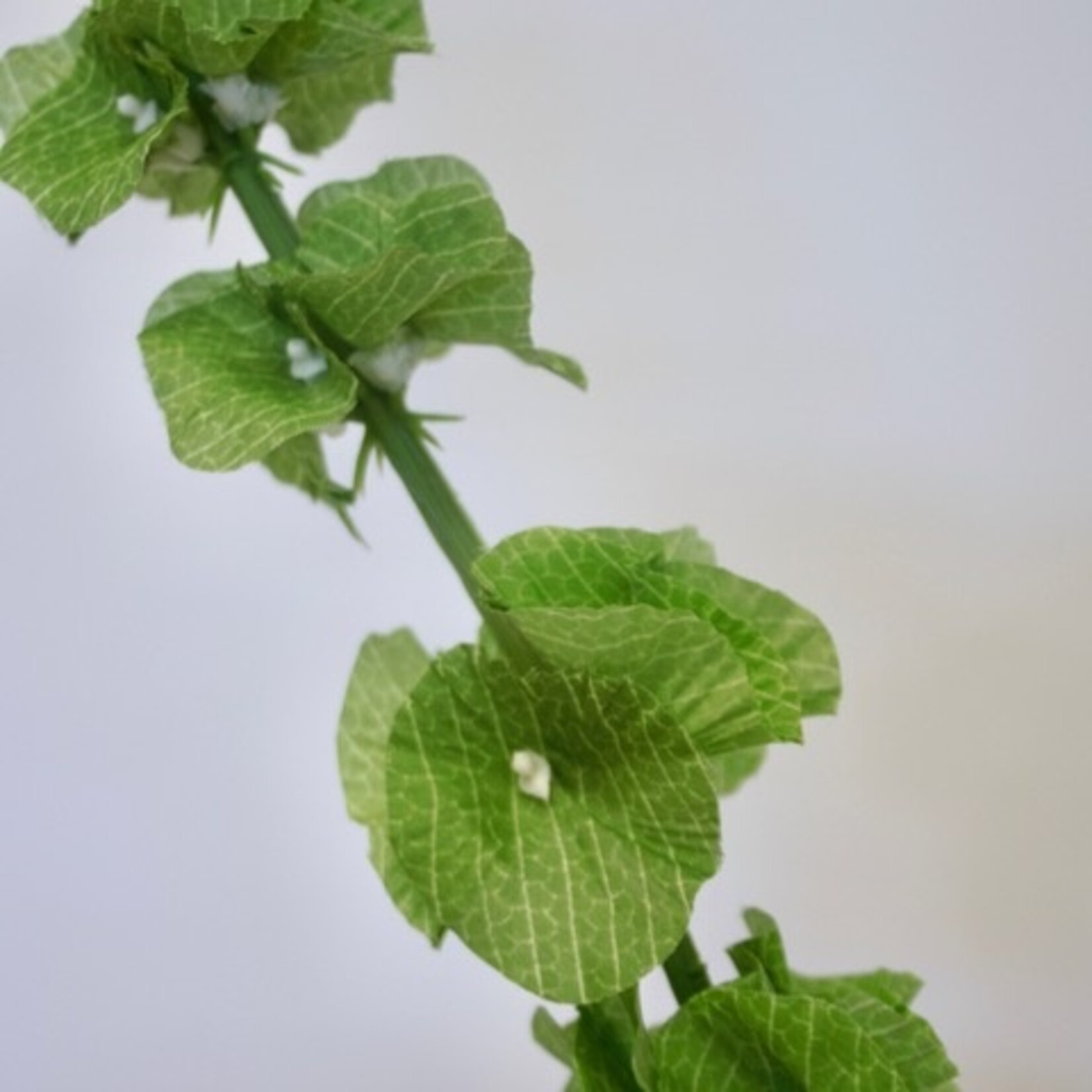 MOLUCELLA | GROEN | 72 CM