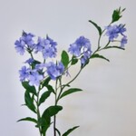 LOODKRUID | BLAUW | 80 CM