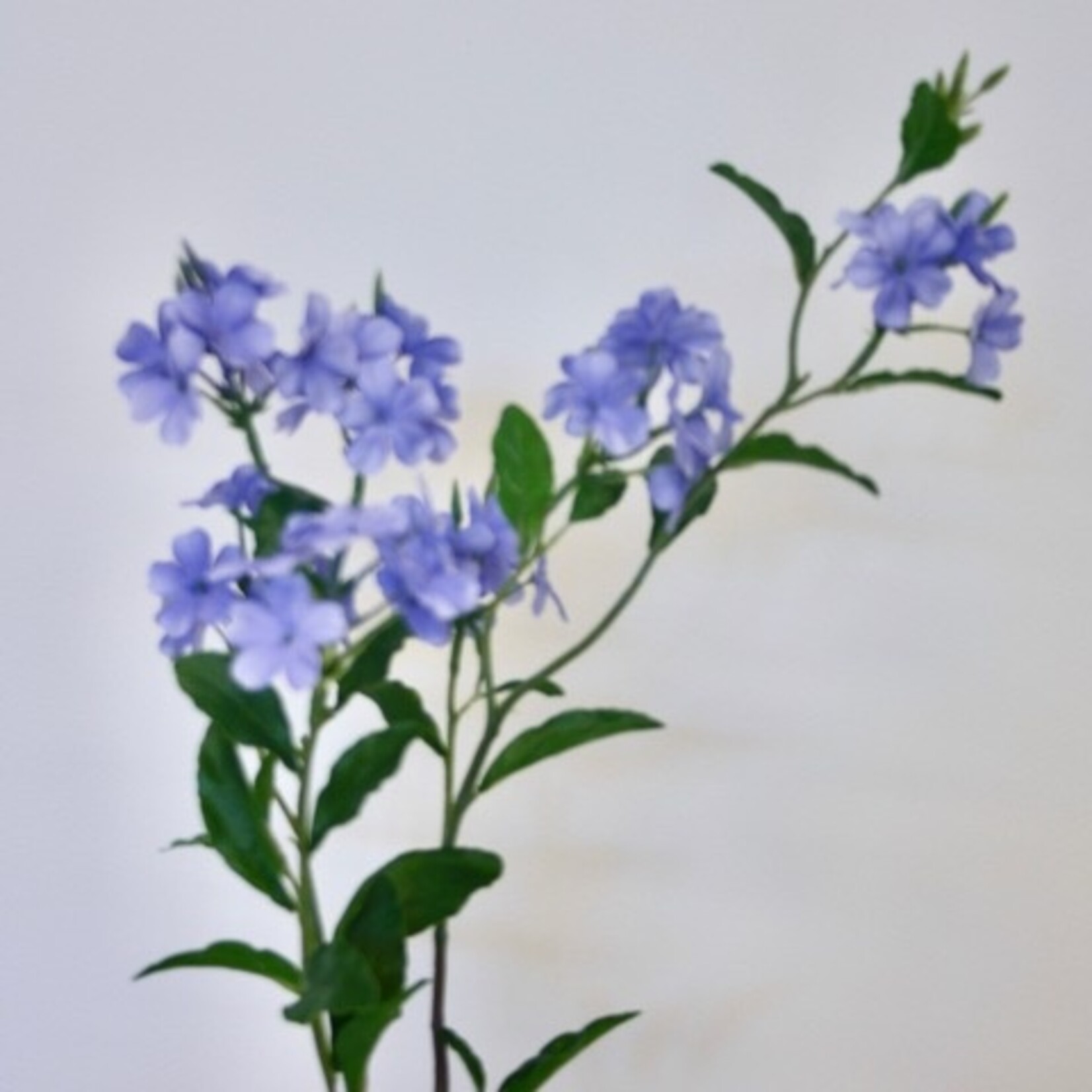 LOODKRUID | BLAUW | 80 CM