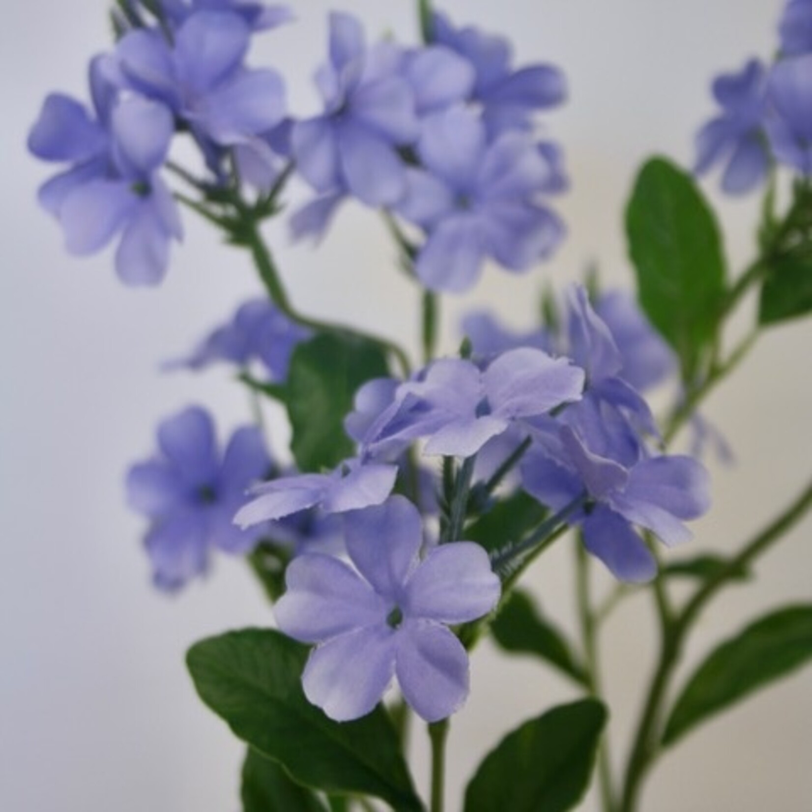 PLUMBAGO|  BLUE | 80 CM