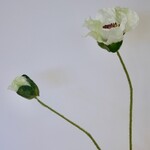 KLAPROOS | WIT | 66 CM