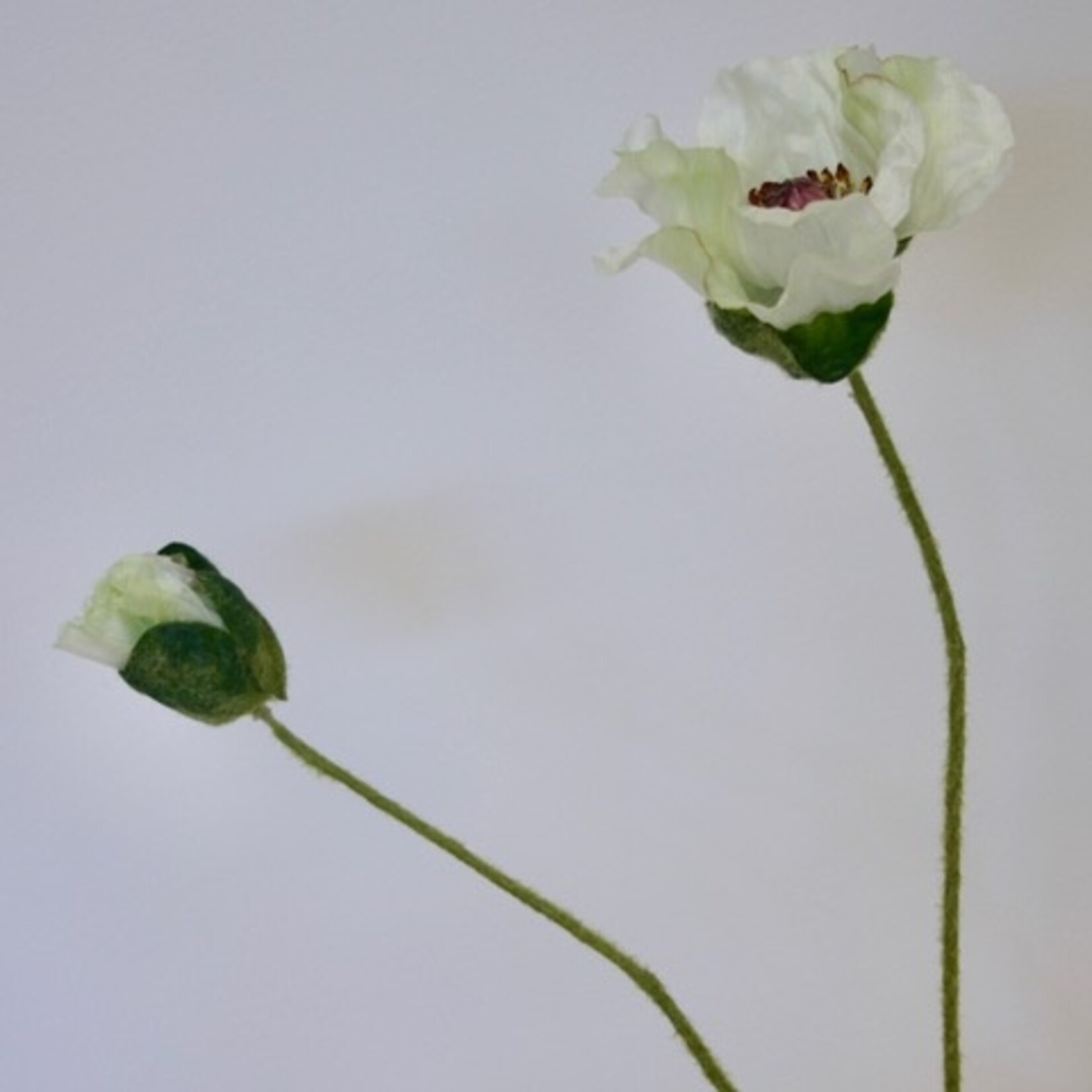POPPY AMAZING | WHITE | 66 CM