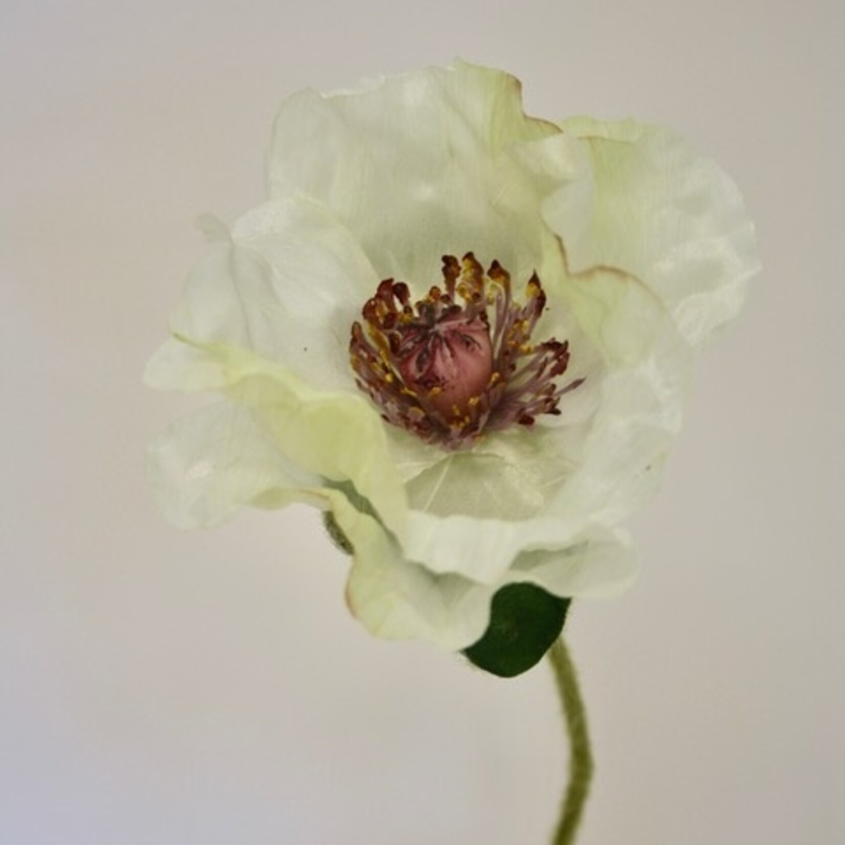 POPPY AMAZING | WHITE | 66 CM