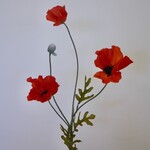 KLAPROOS X3 | ORANJE  ROOD| 60 CM