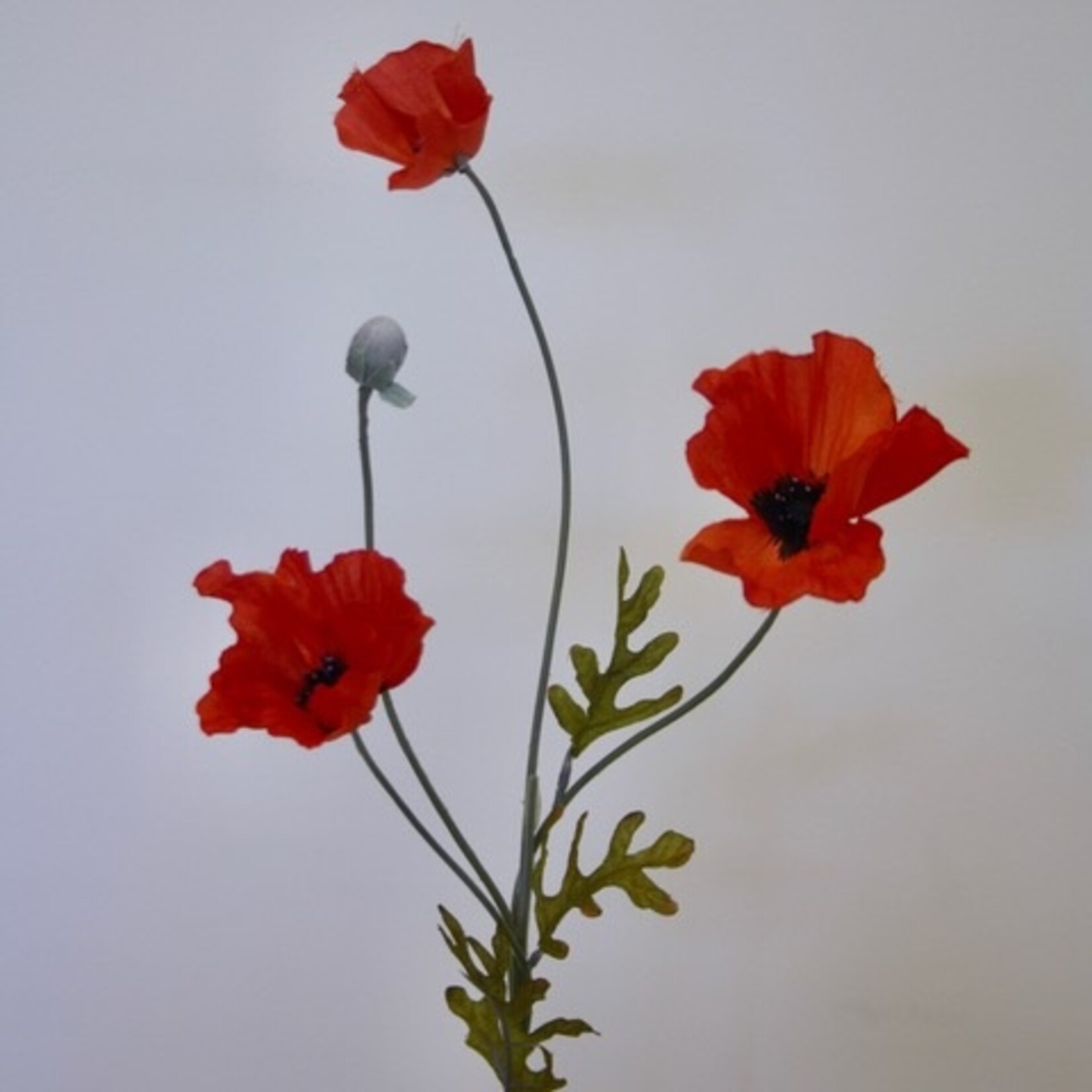 KLAPROOS X3 | ORANJE  ROOD| 60 CM
