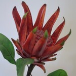 PROTEA | RED | 67 CM