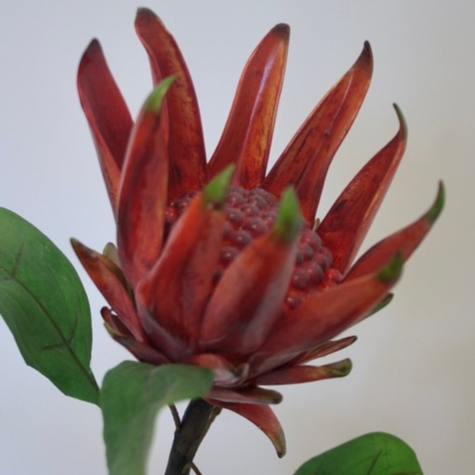 PROTEA CYNAROIDES | RED | 67 CM