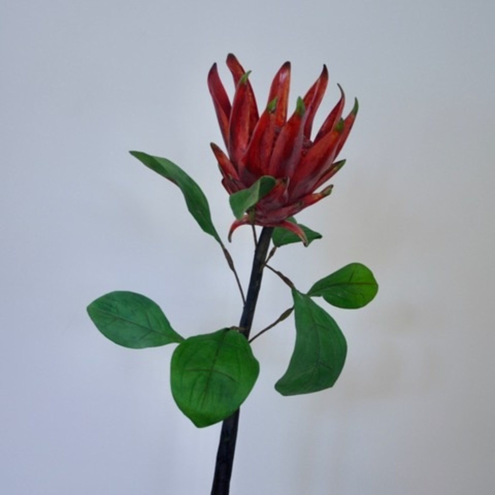 PROTEA CYNAROIDES | ROOD | 67 CM