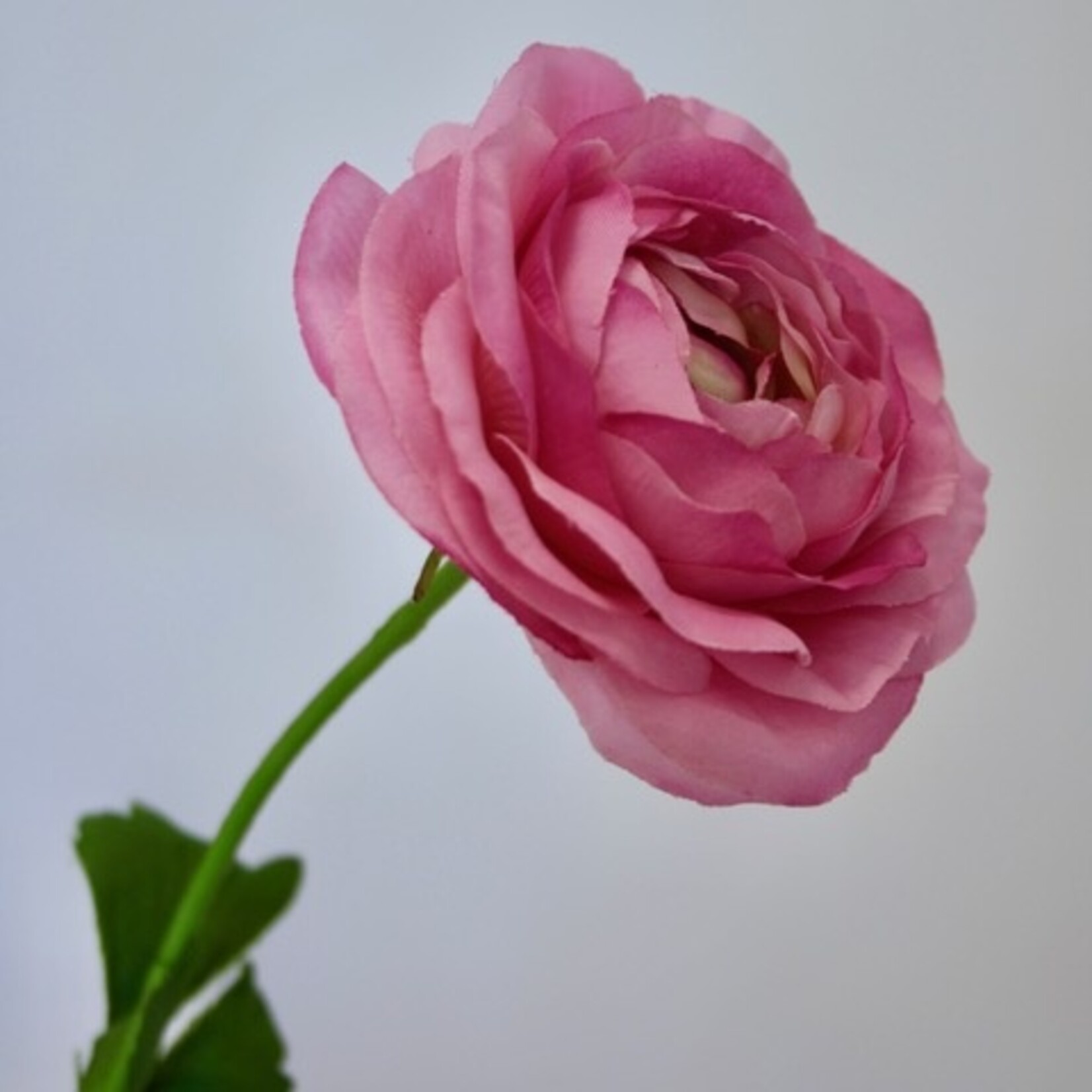 RANUNCULUS CLONI ROSADO | PINK | 63 CM