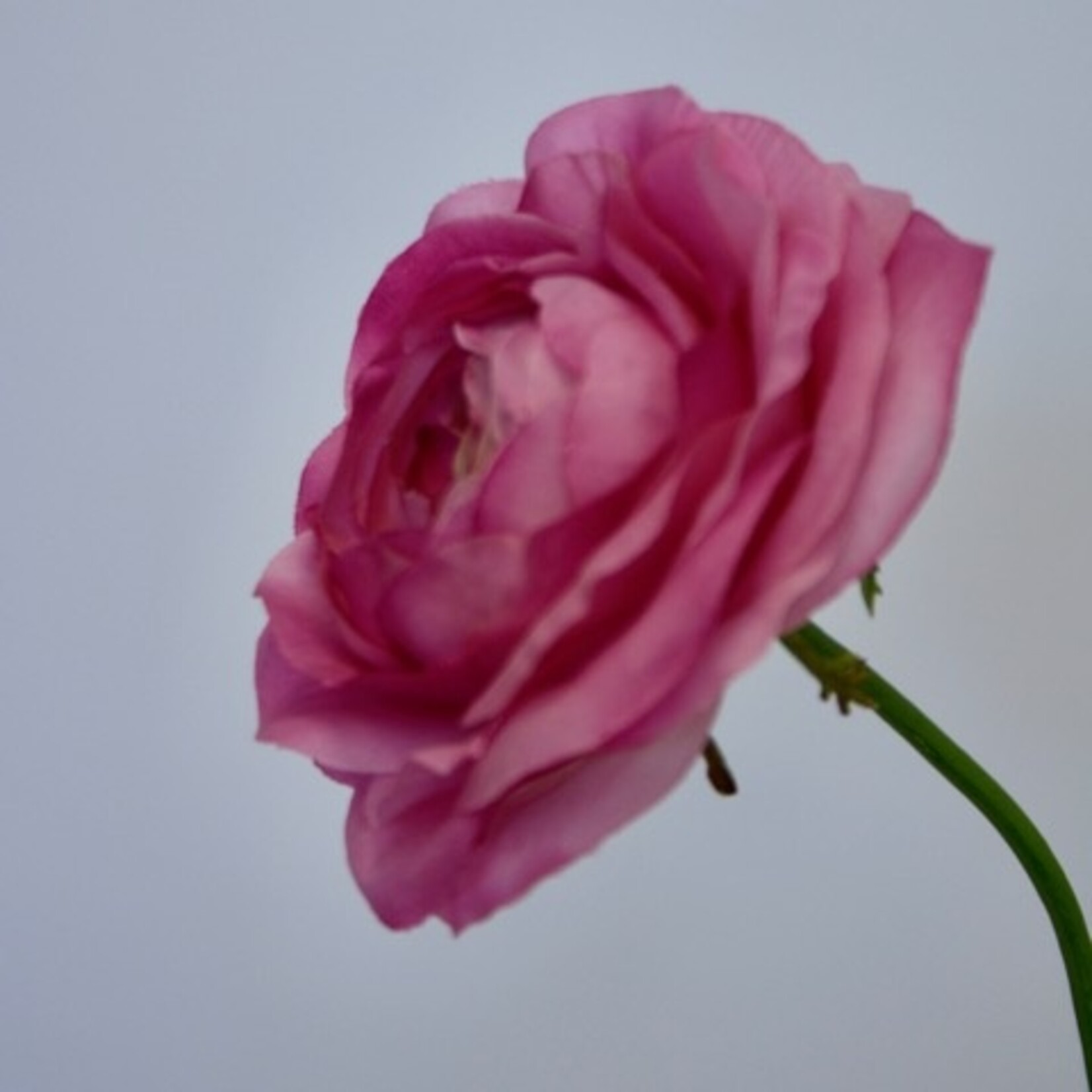RANONKEL CLONI ROSADO | ROZE | 63 CM