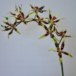 SPIDER ORCHID |  YELLOW BROWN | 93 CM