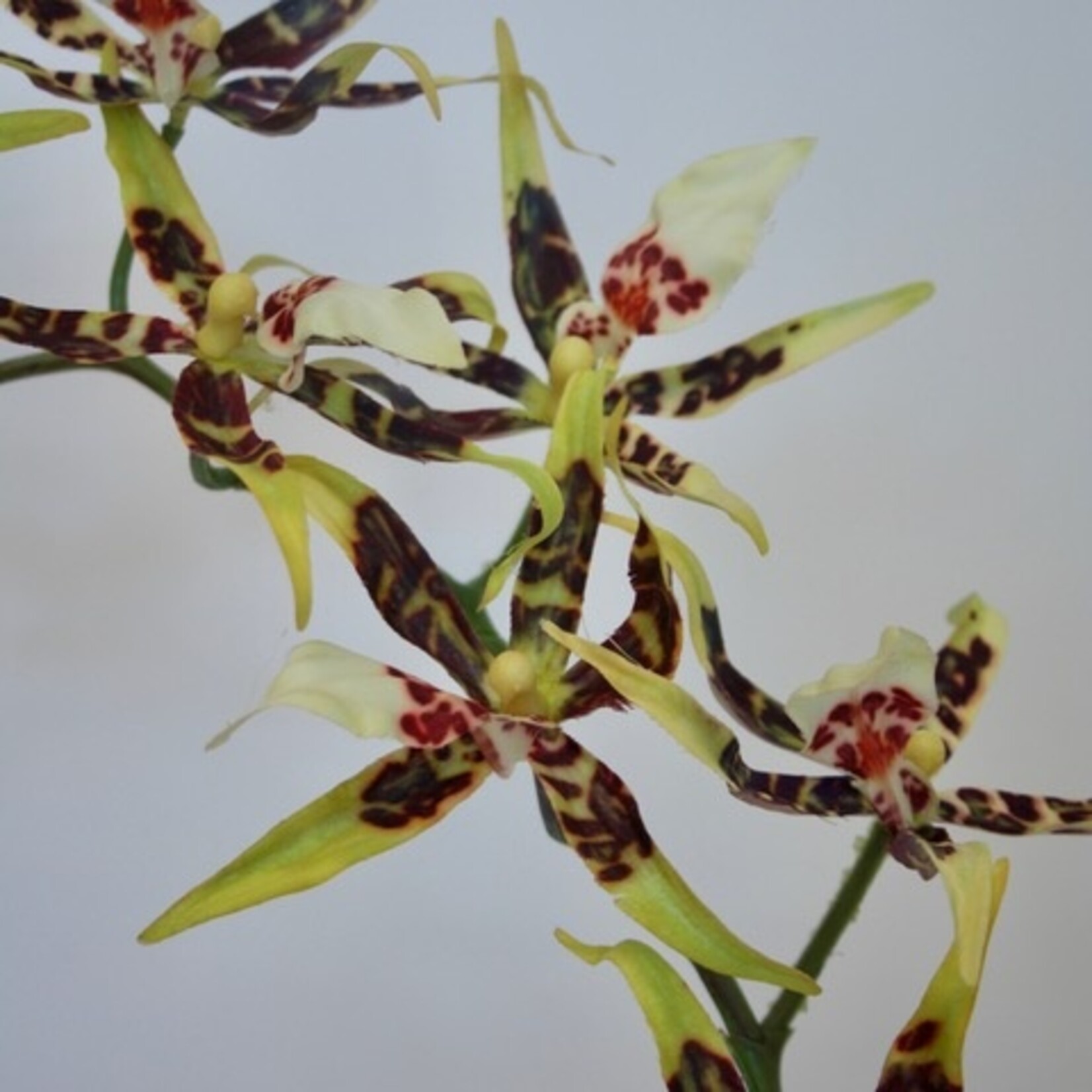 SPIDER ORCHID |  YELLOW BROWN | 93 CM