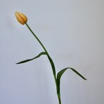 TULP | GEEL | 60 CM