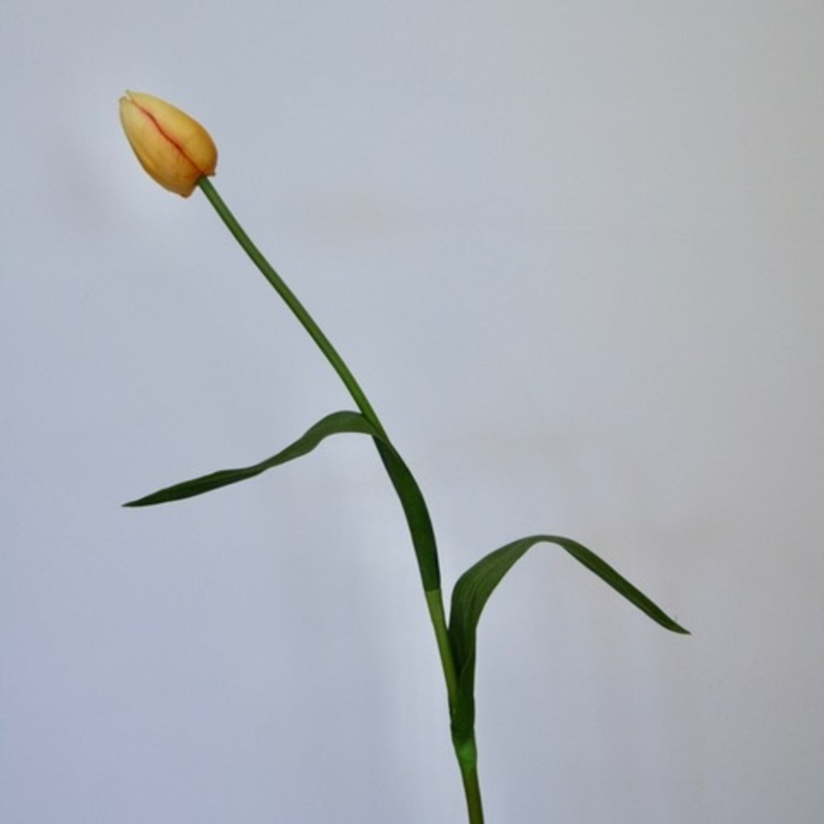 TULP NOVA | GEEL | 60 CM