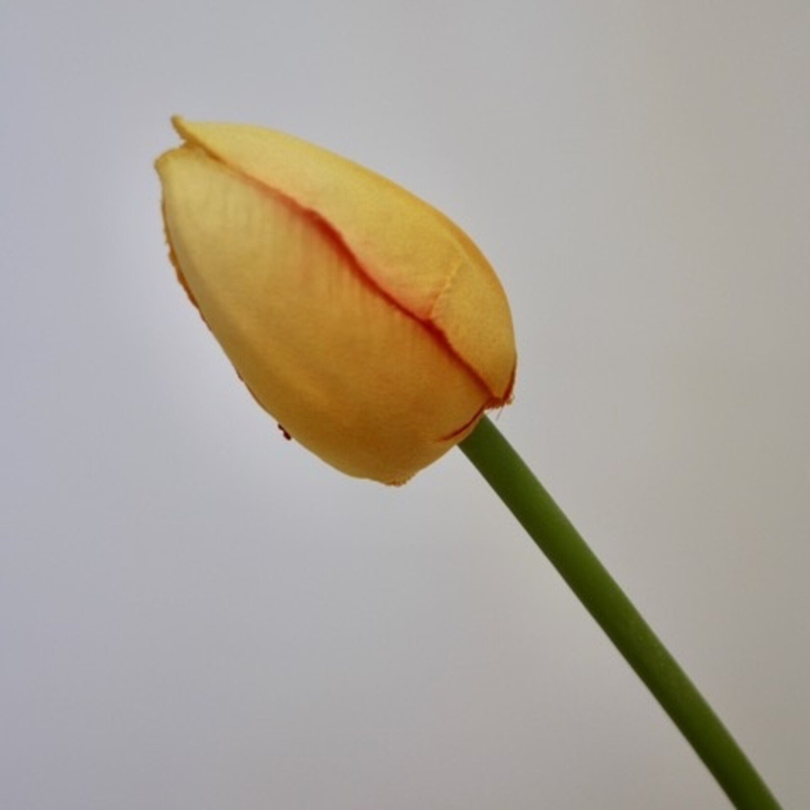 TULP NOVA | GEEL | 60 CM