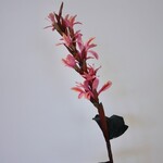 FLOWER CANE | PINK | 90 CM