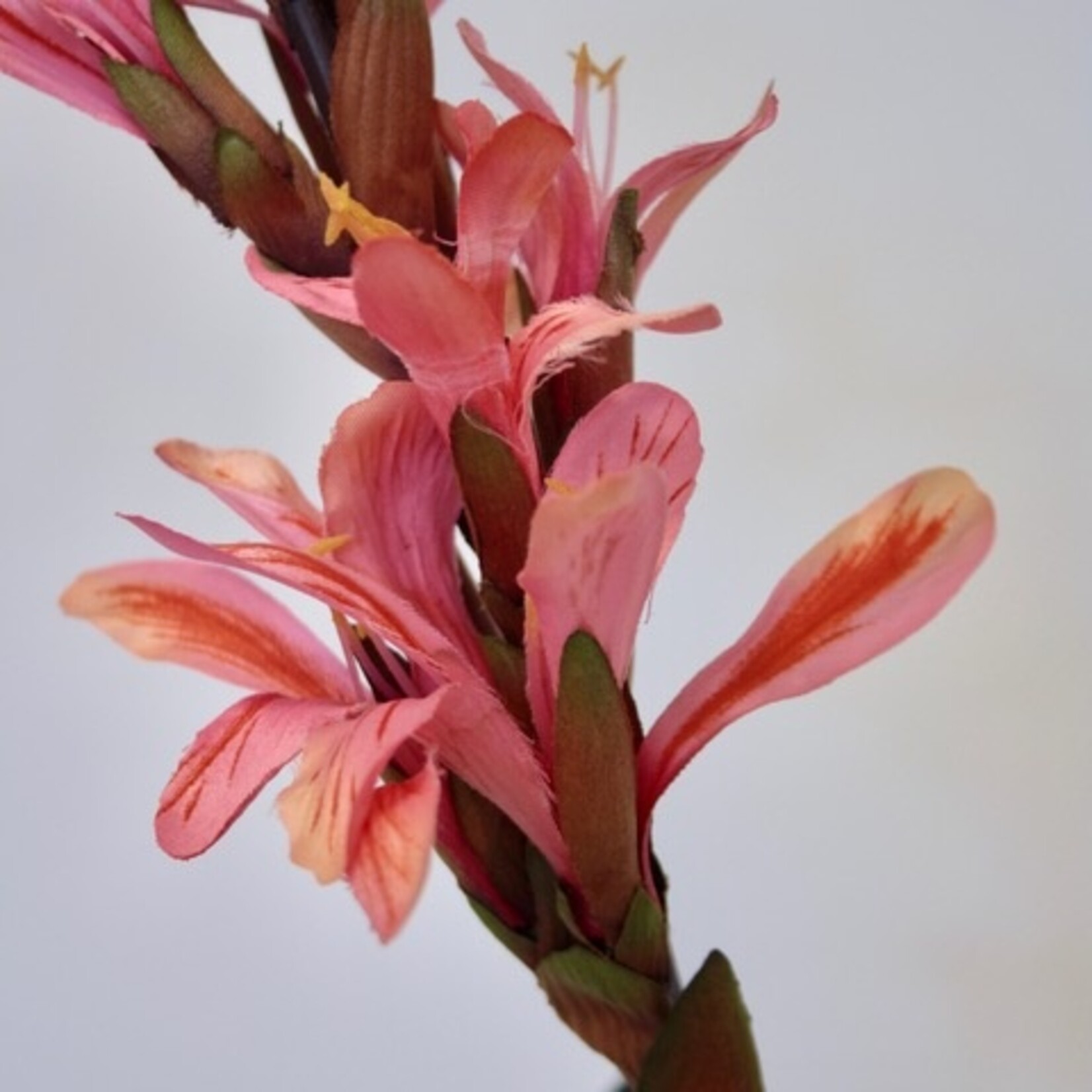 INDISCH BLOEMRIET | ROZE | 90 CM