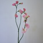 LATHYRUS | ROZE | 64 CM