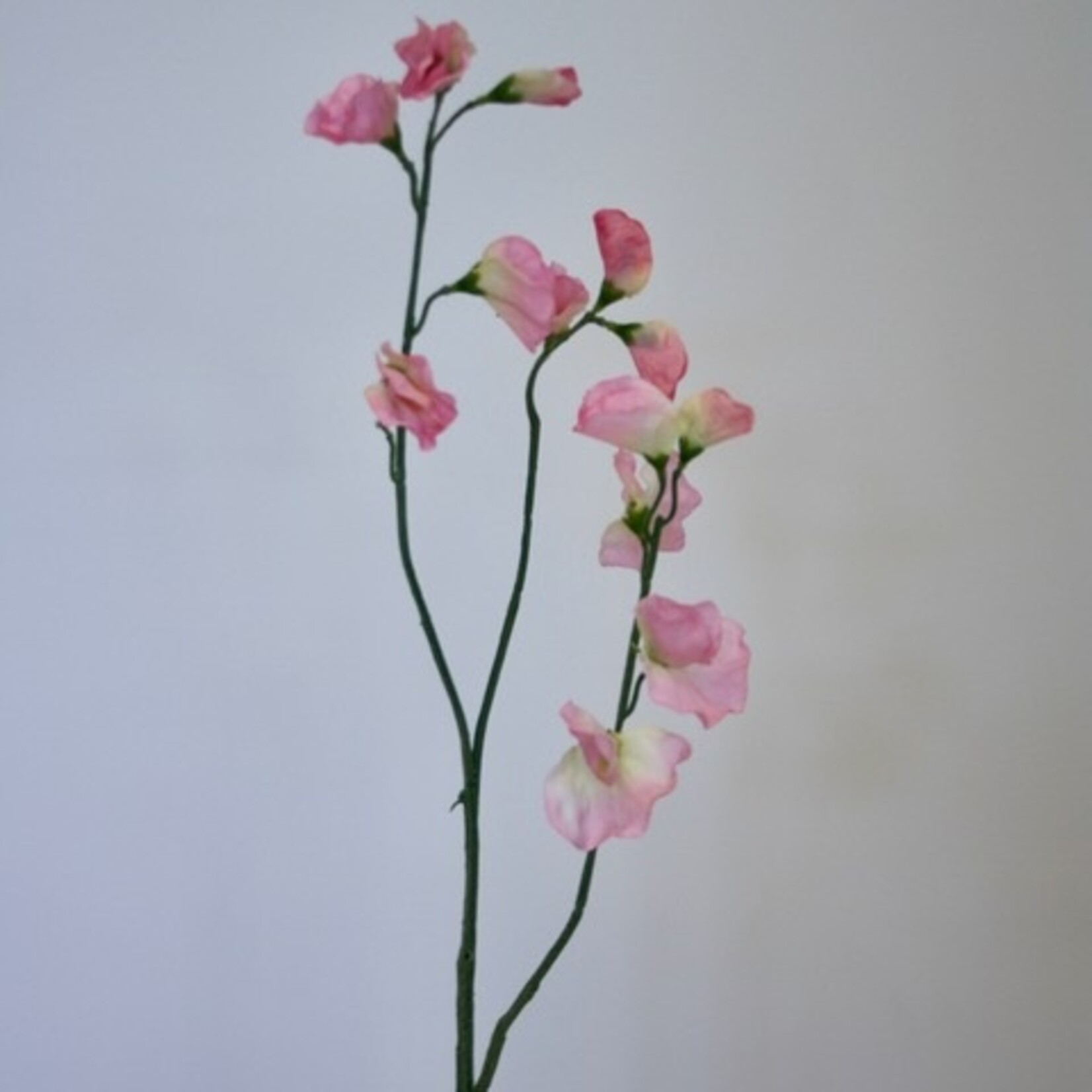 LATHYRUS | PINK | 64 CM