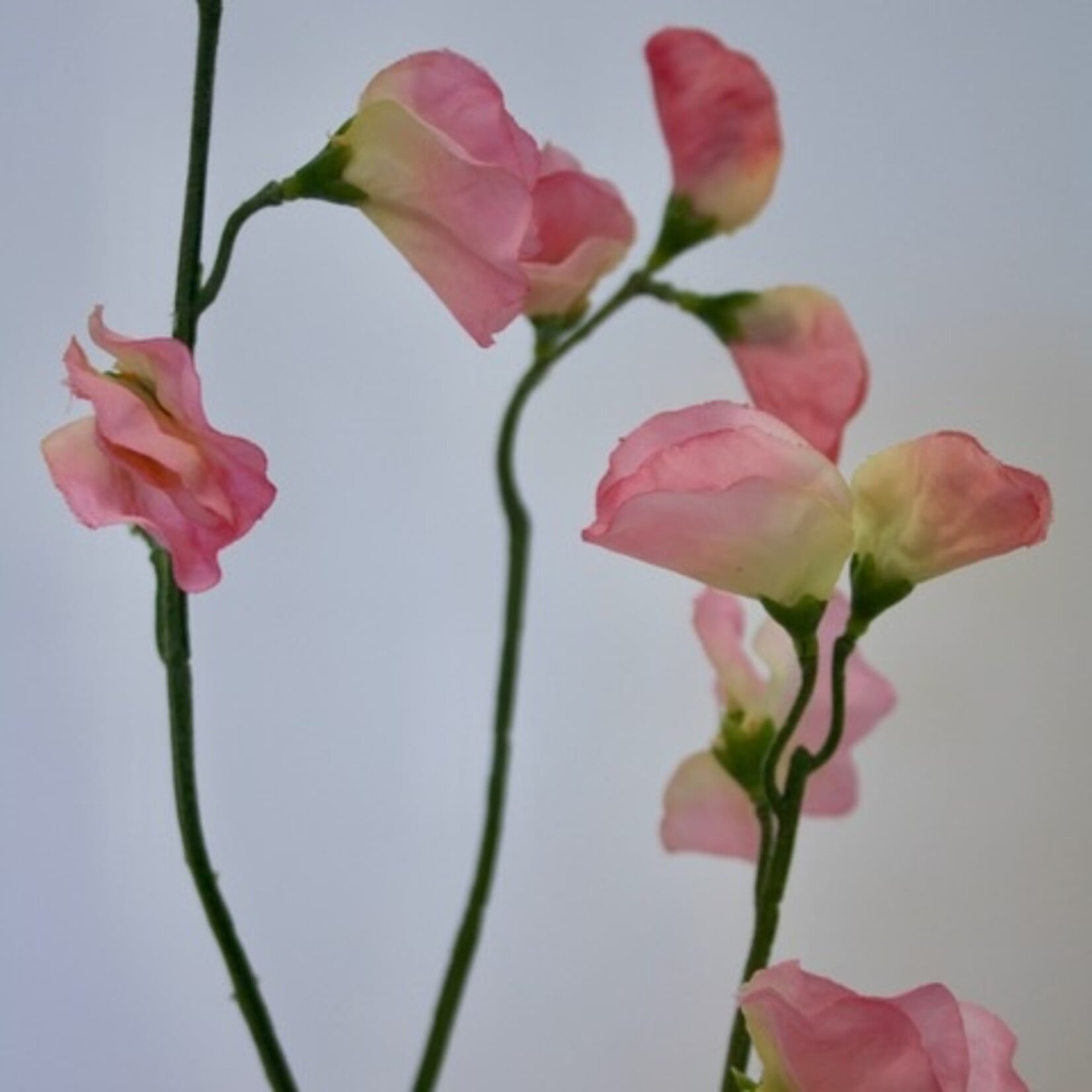 LATHYRUS | PINK | 64 CM