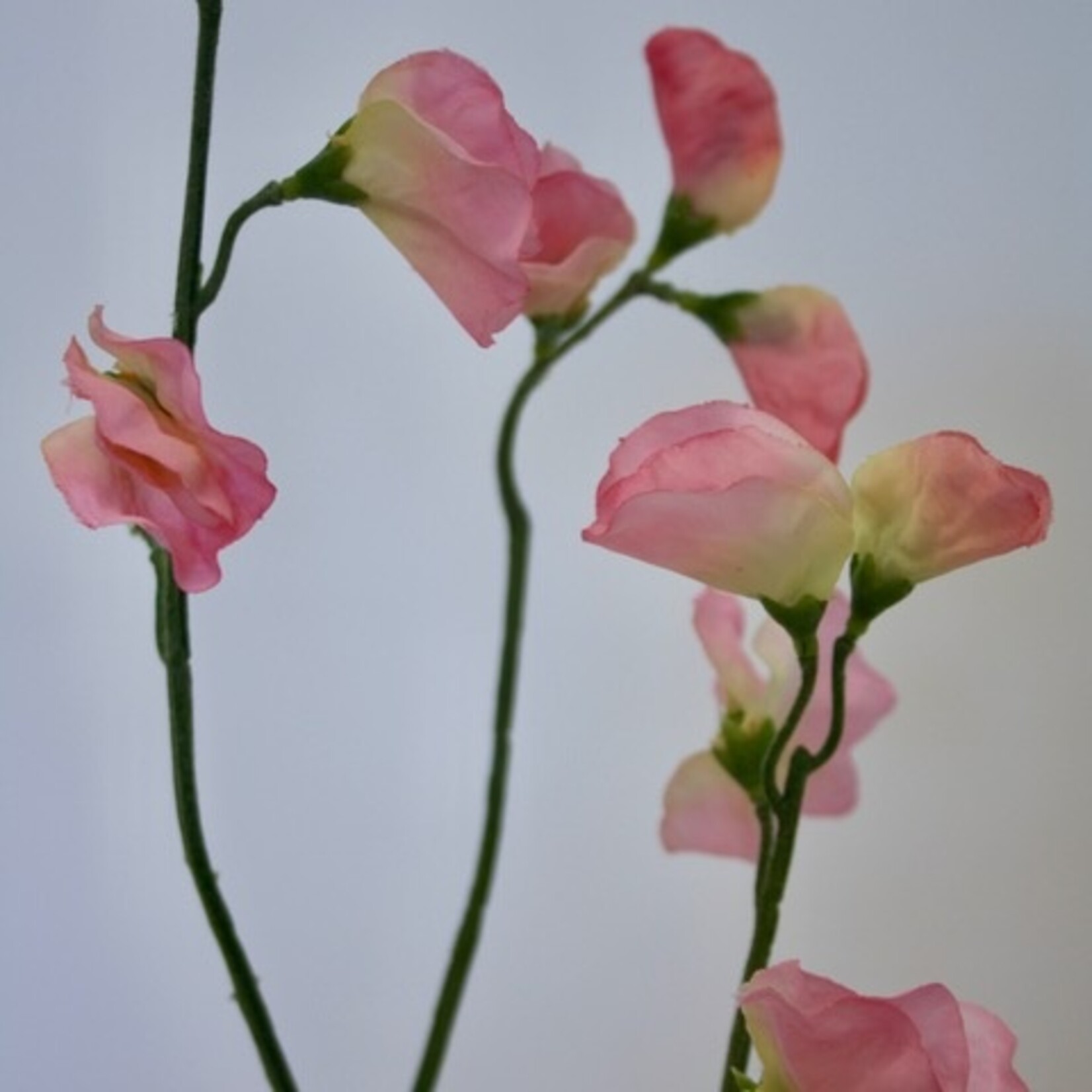 LATHYRUS | ROZE | 64 CM