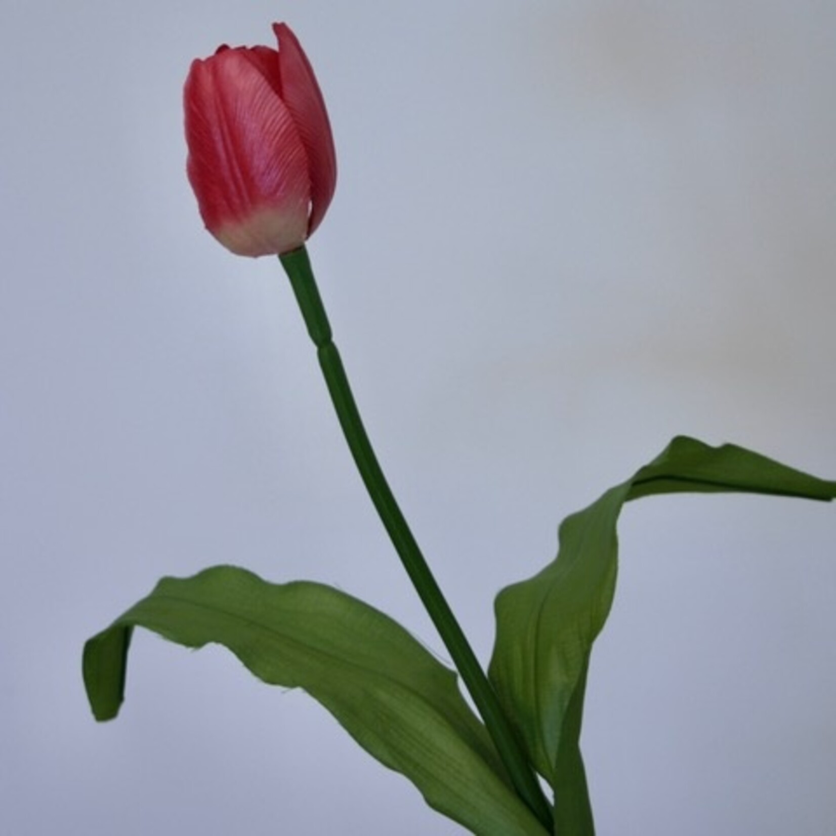 TULIP NEGRITA | FUCHSIA | 45 CM