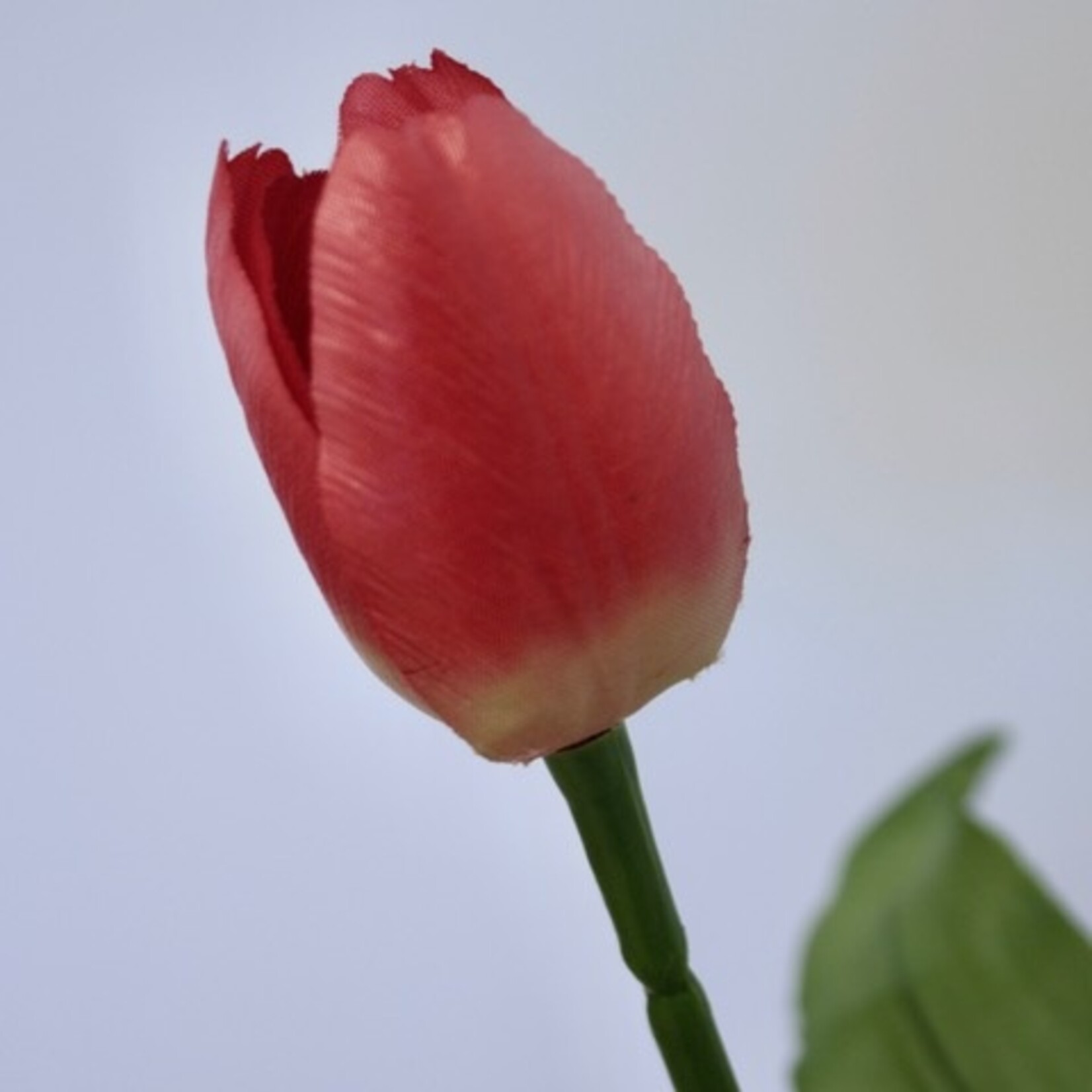 TULIP NEGRITA | FUCHSIA | 45 CM