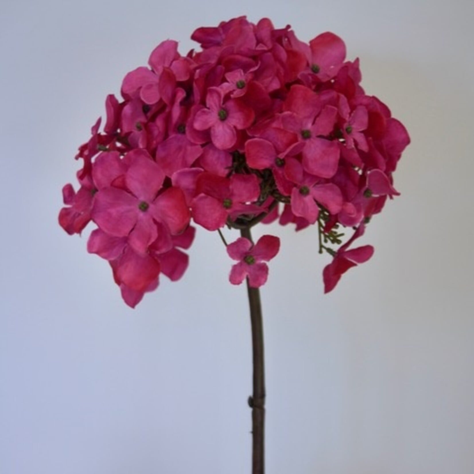 HORTENSIA | HARD ROZE | 50 CM