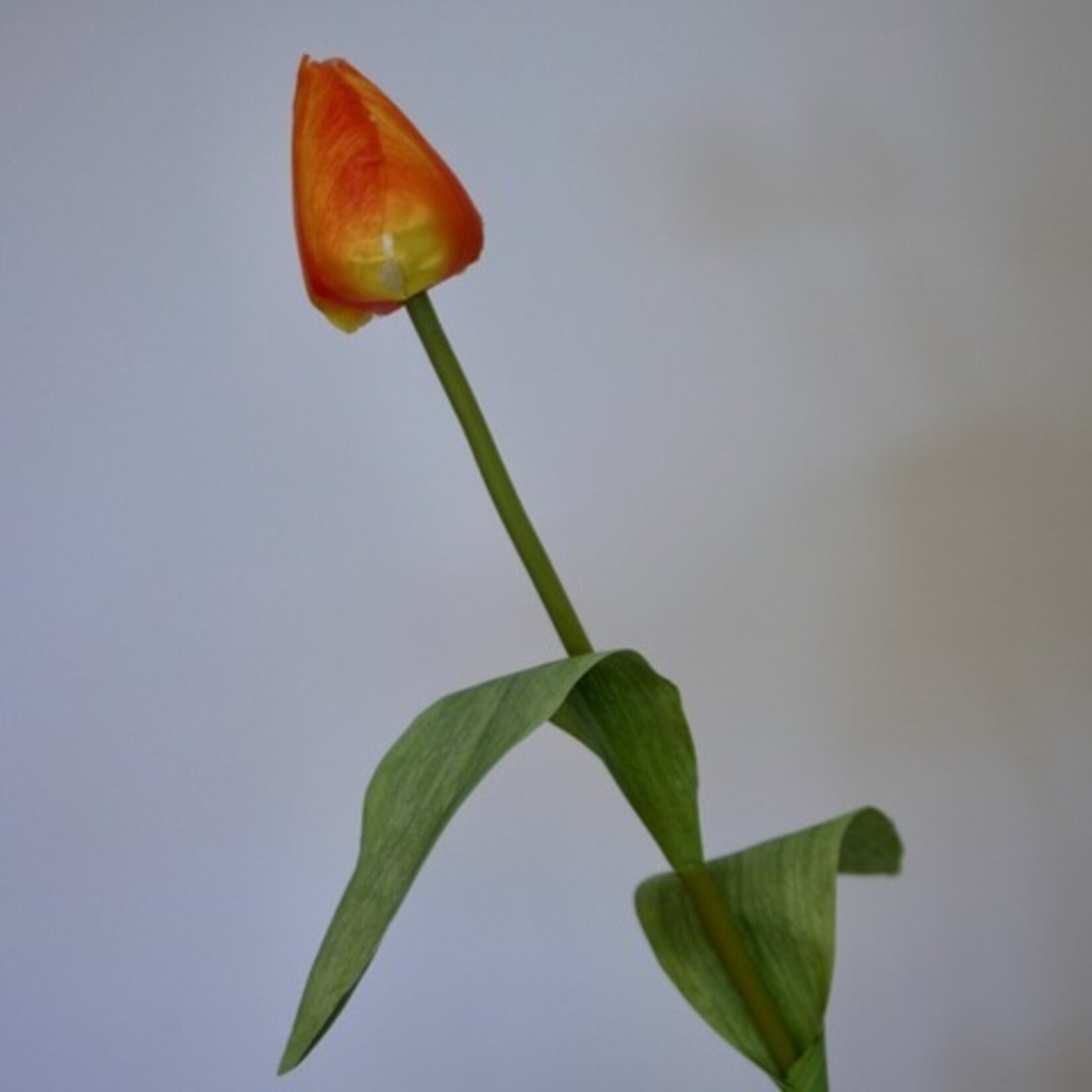 TULP IN KNOP  | ORANJE | 50 CM