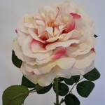 ROSE | SOFT CREAM PINK | 75 CM