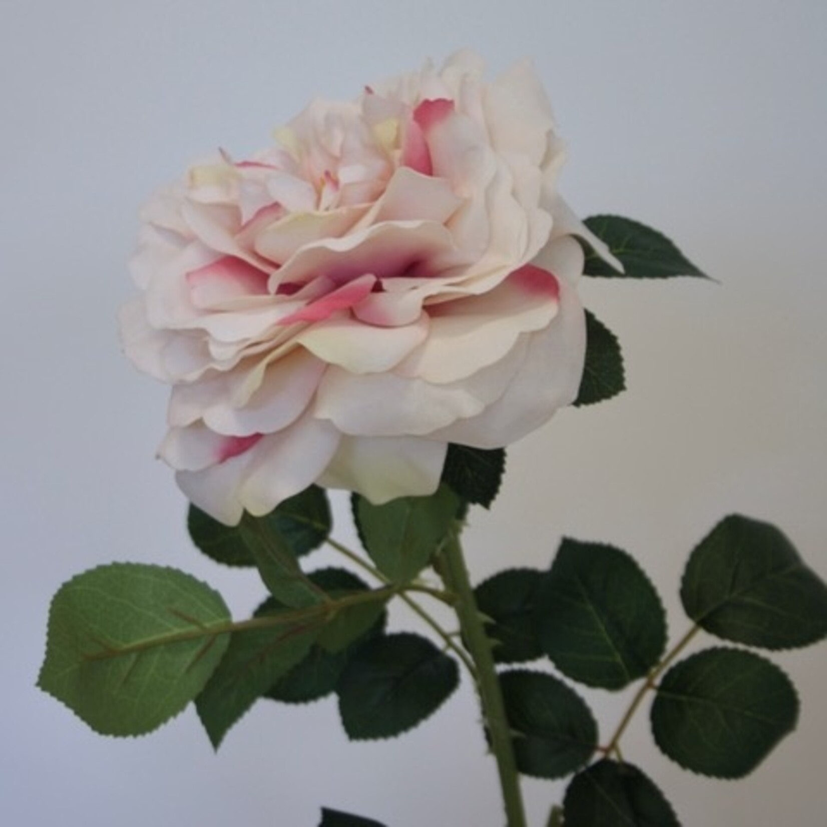 ROOS CINDERELLA | ZACHT ROZE | 75 CM