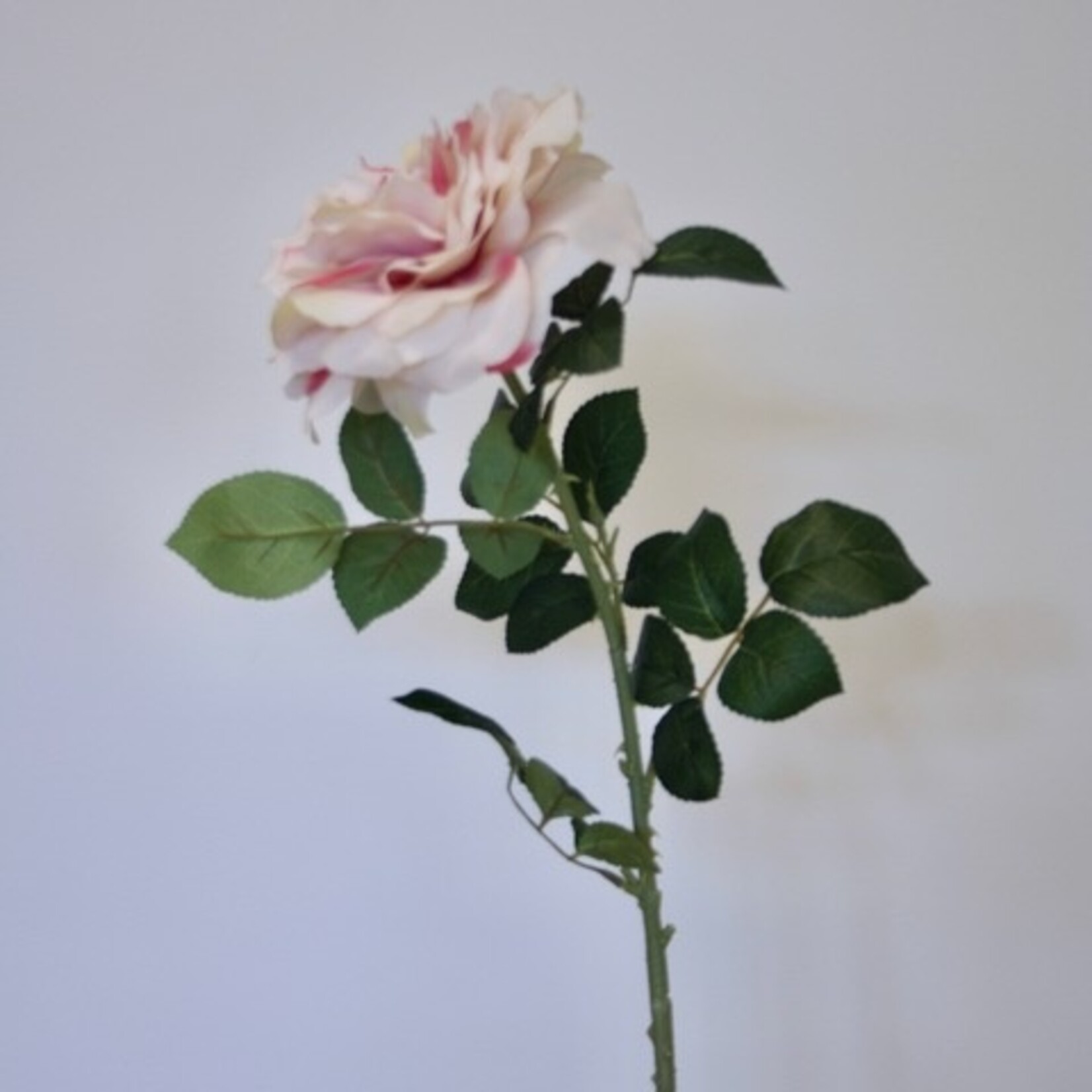 ROOS CINDERELLA | ZACHT ROZE | 75 CM