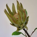 PROTEA | GROEN | 67 CM
