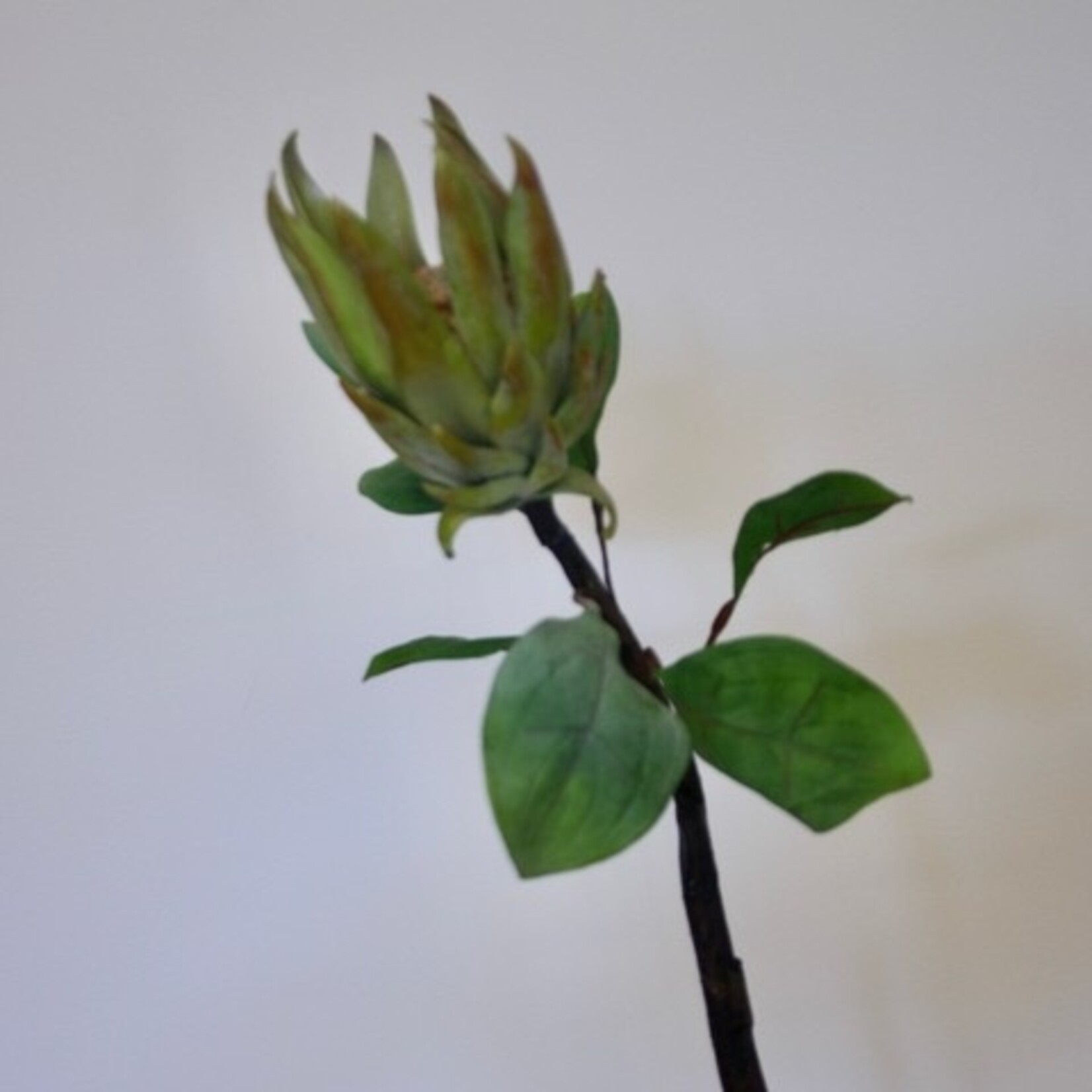 PROTEA CORONATA | GROEN | 67 CM