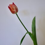 TULP | ROZE ORANJE | 61 CM