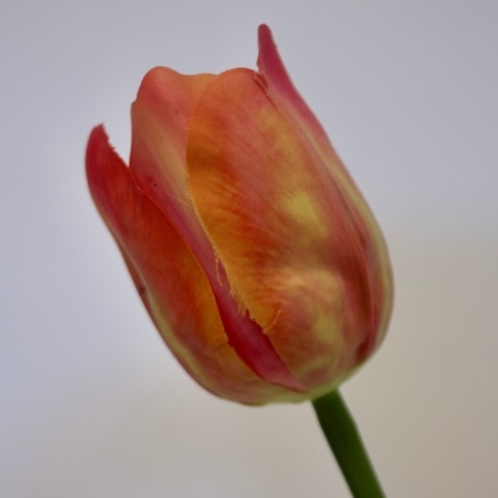 TULIP ORANGE VAN EIJK | PINK ORANGE | 61 CM
