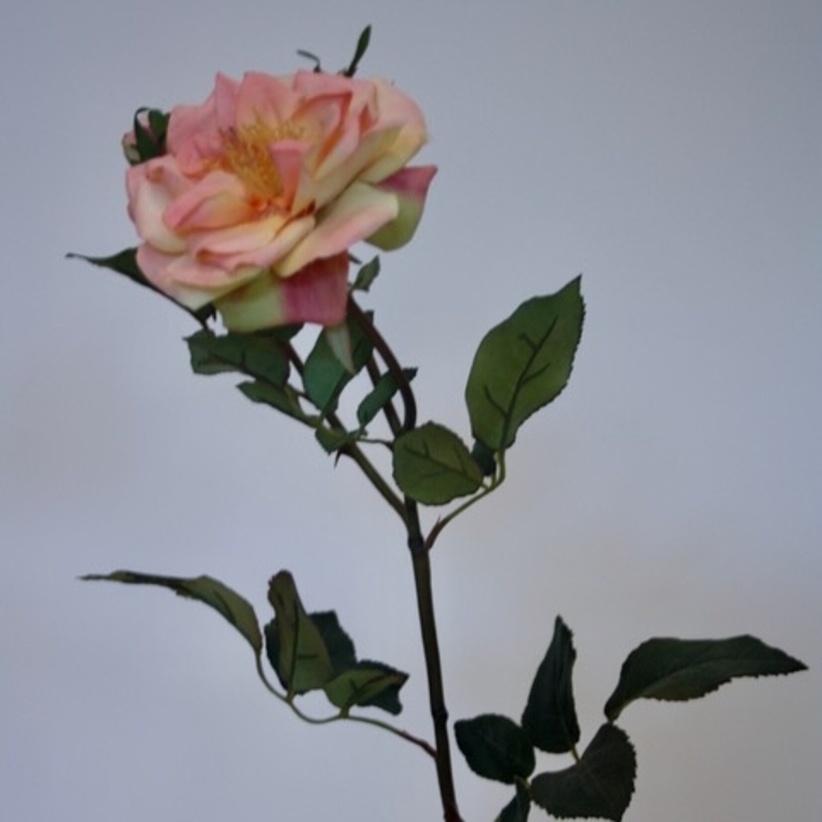 ROOS INDIAN SUMMER | ZALM | 57 CM