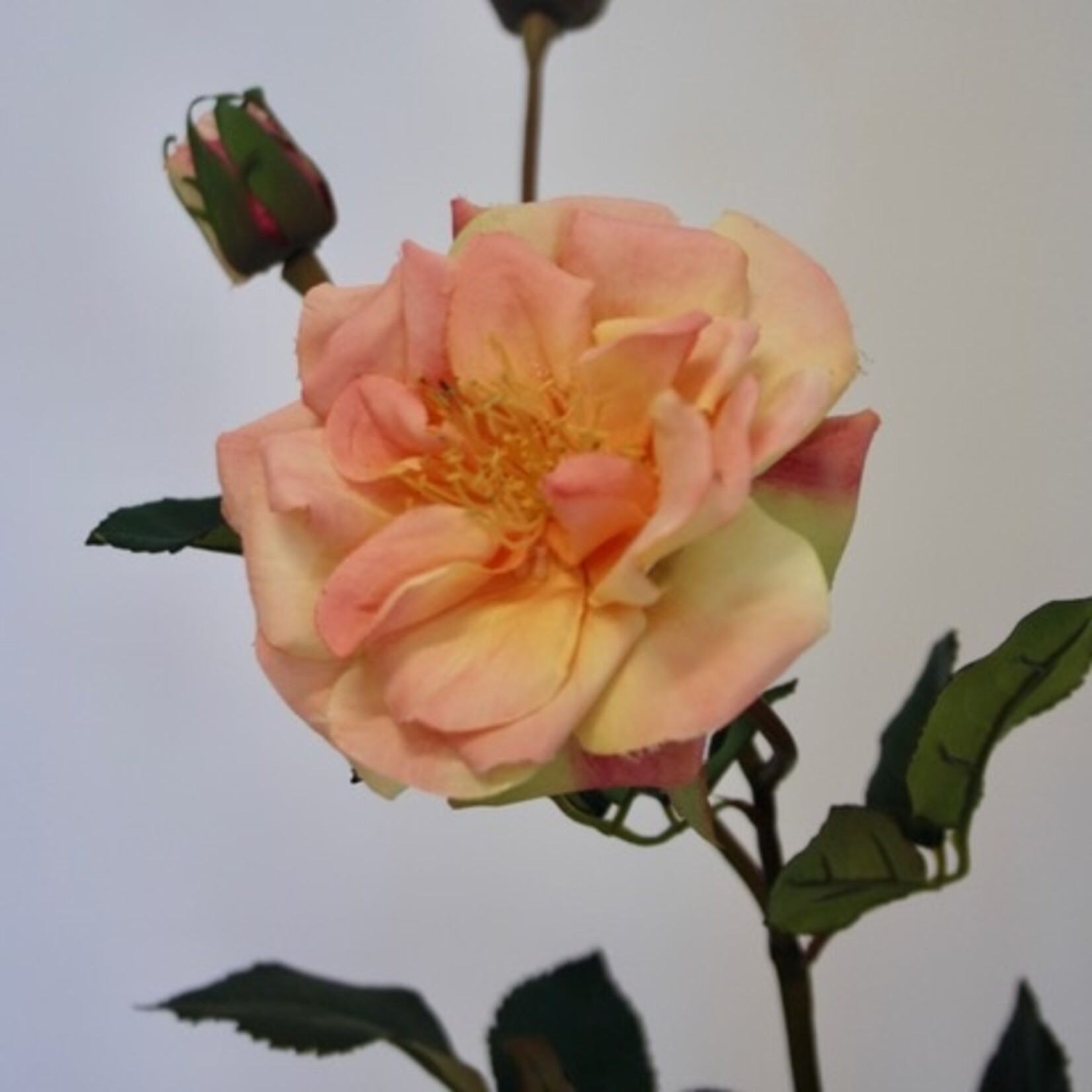 ROOS INDIAN SUMMER | ZALM | 57 CM