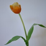 TULP | ORANJE | 48 CM
