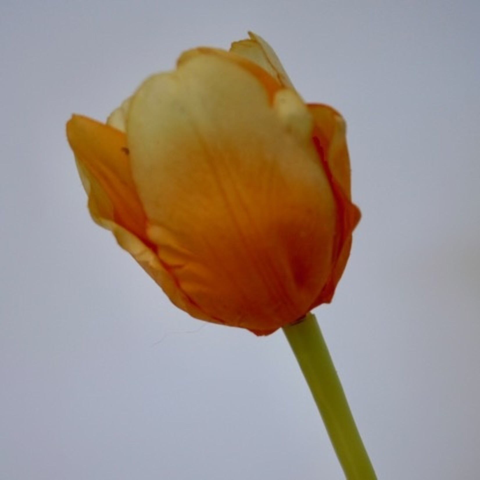 TULP DAYDREAM | ORANJE | 48 CM
