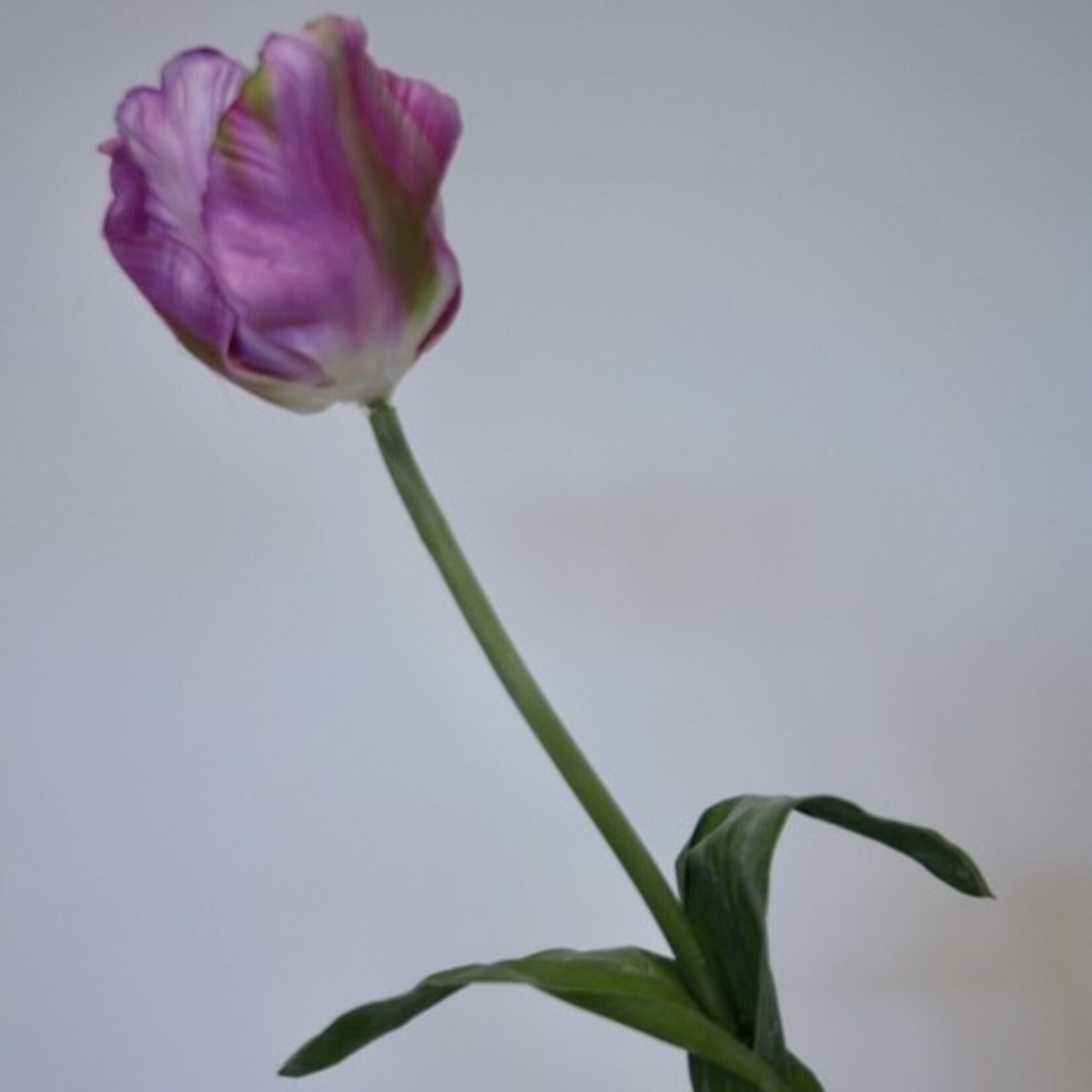 TULIP VIOLET | PINK | 45 CM