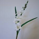 GLADIOOL | WIT | 83 CM