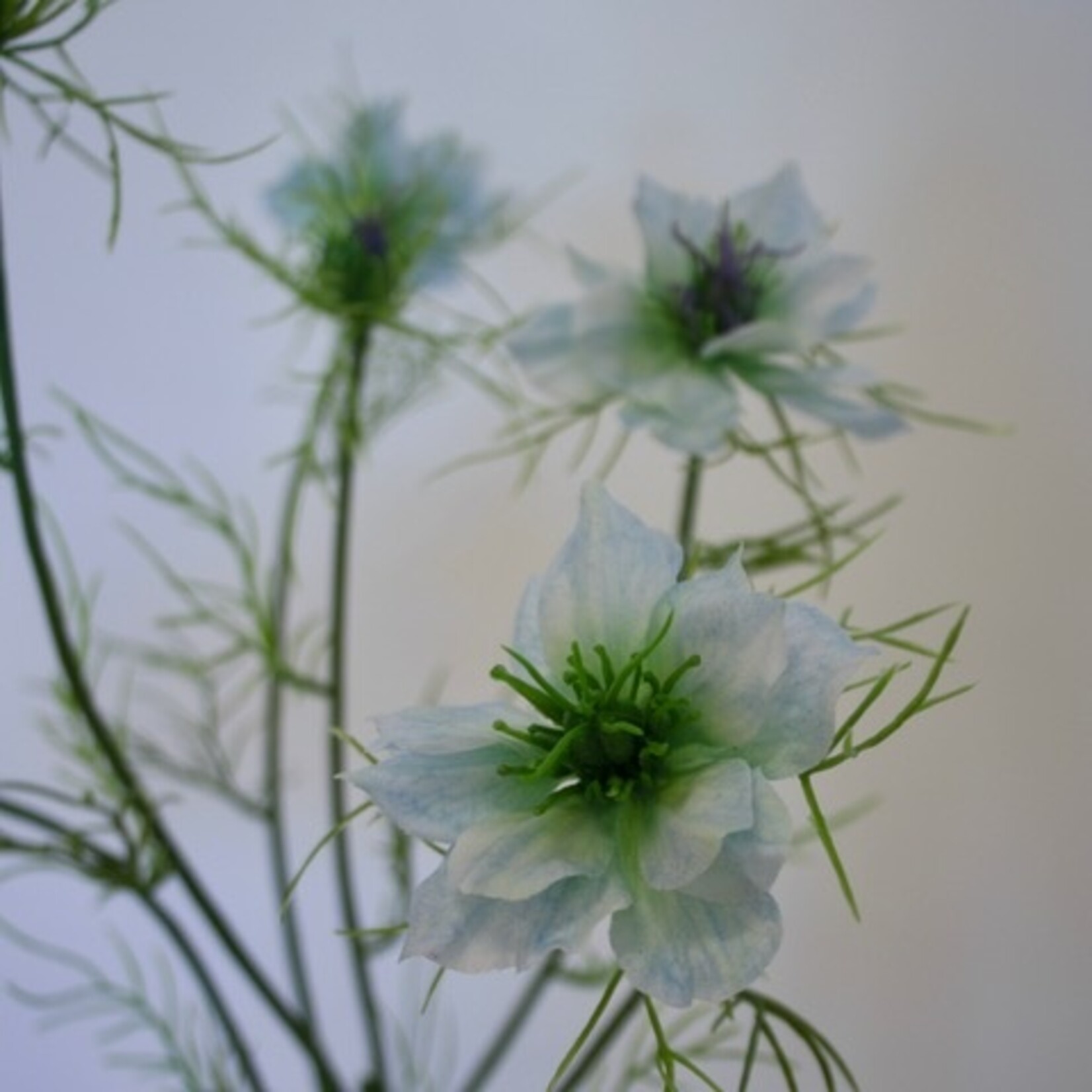 JUFFERTJE IN 'T GROEN | LICHT BLAUW | 66 CM