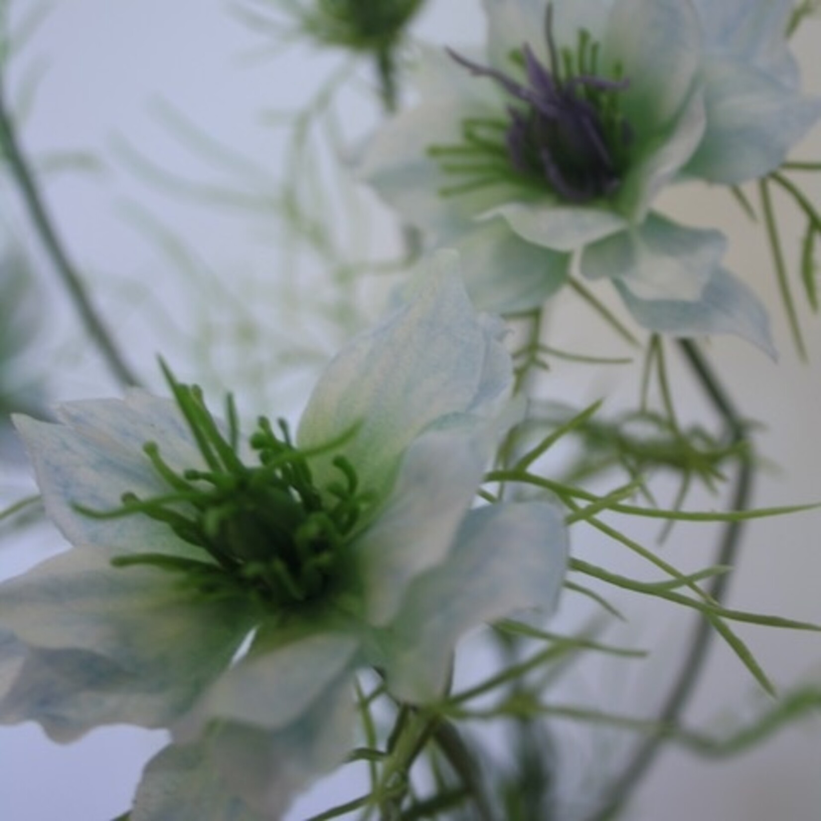 JUFFERTJE IN 'T GROEN | LICHT BLAUW | 66 CM
