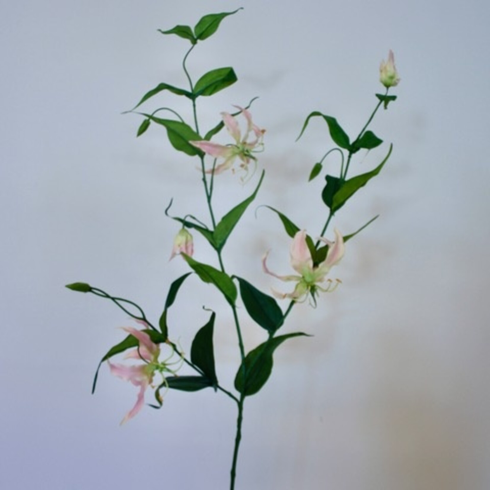 GLORIOSA XL| ROZE | 120 CM