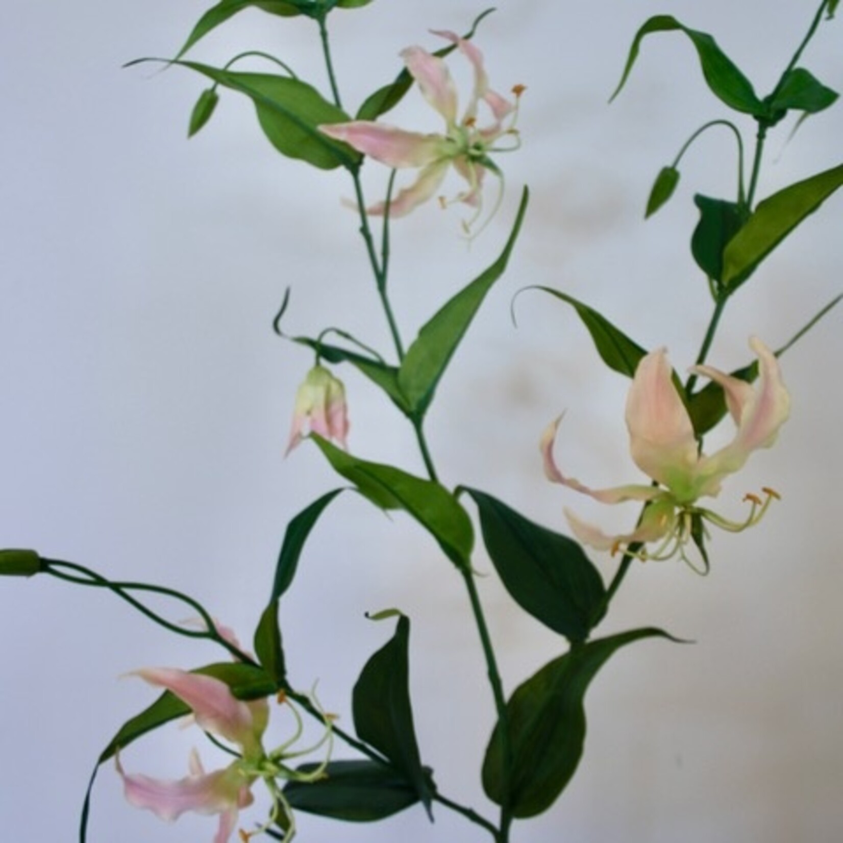 GLORIOSA XL| ROZE | 120 CM